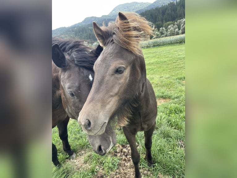 IJslander Ruin 1 Jaar Bruin in Greifenburg
