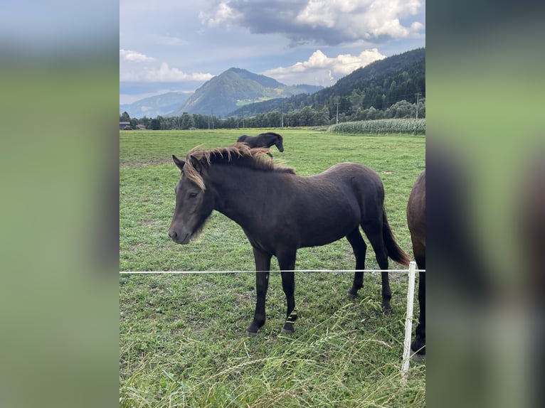 IJslander Ruin 1 Jaar Bruin in Greifenburg