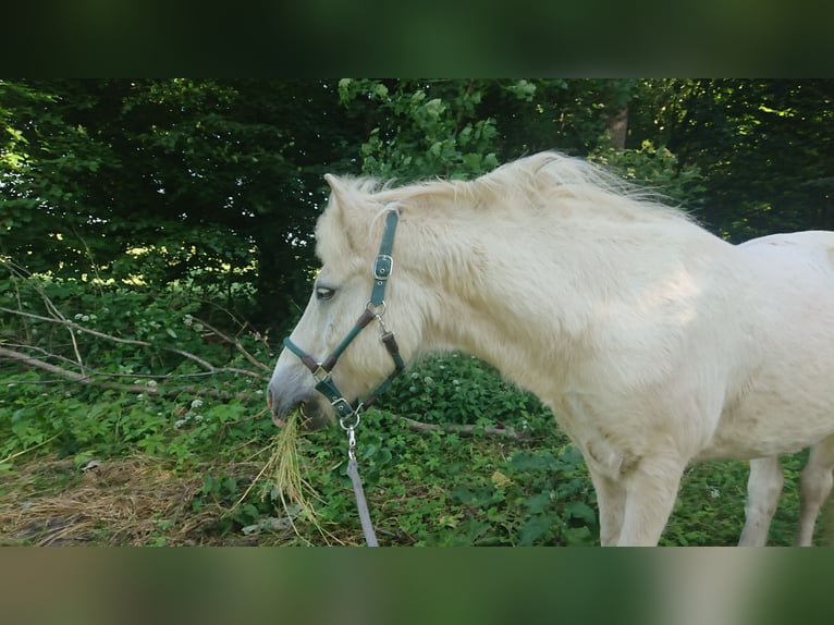 IJslander Ruin 22 Jaar 134 cm Schimmel in Gauting