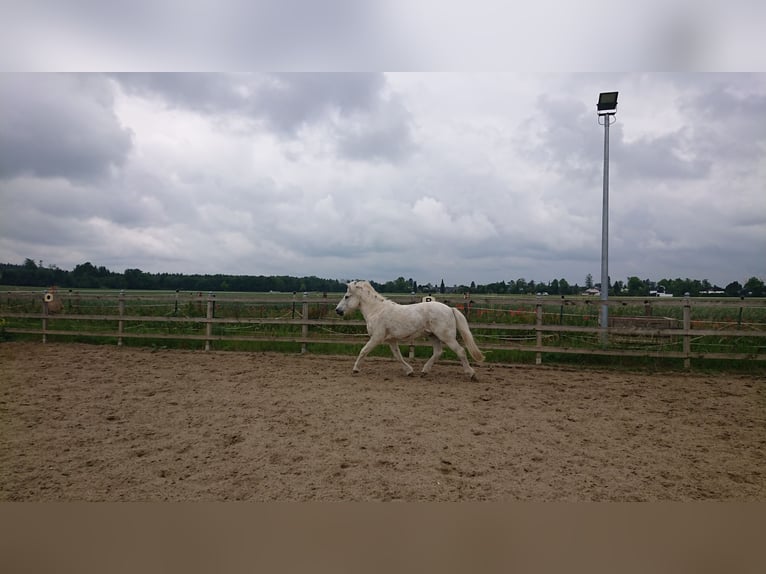 IJslander Ruin 22 Jaar 134 cm Schimmel in Gauting