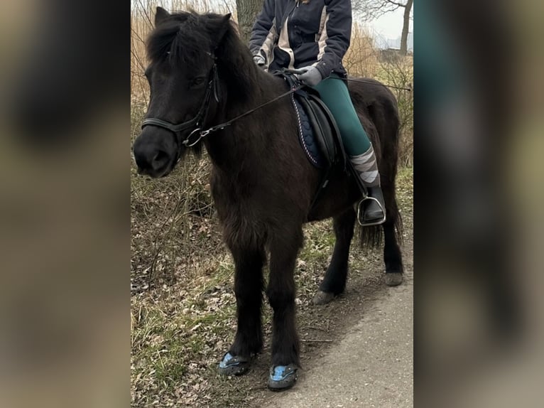 IJslander Ruin 22 Jaar 135 cm Zwart in Tornesch