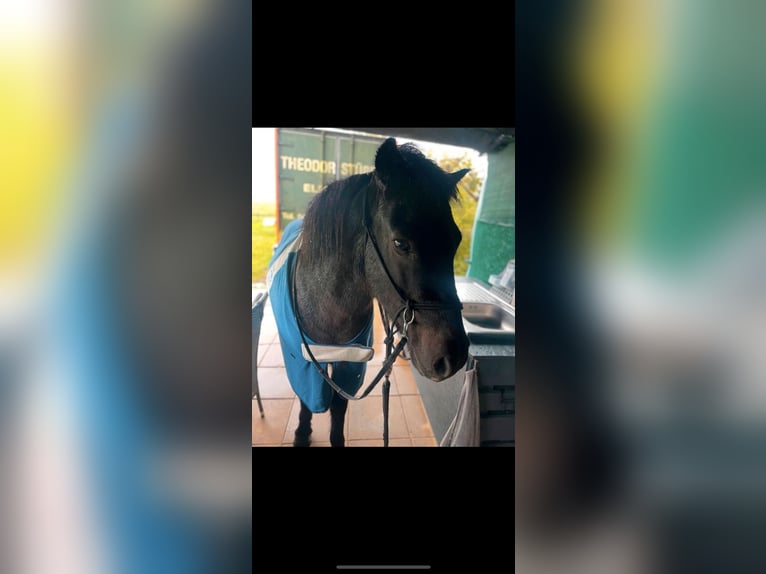 IJslander Ruin 22 Jaar 135 cm Zwart in Tornesch