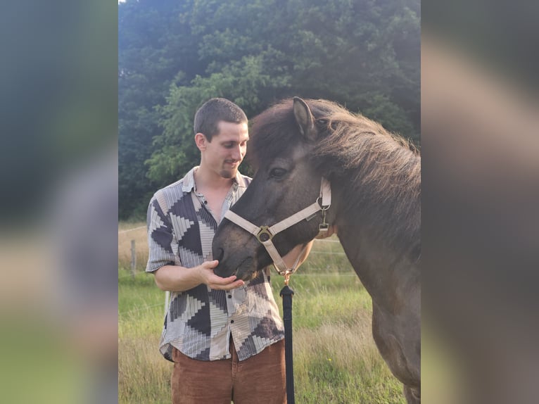 IJslander Ruin 22 Jaar 137 cm Falbe in Havixbeck