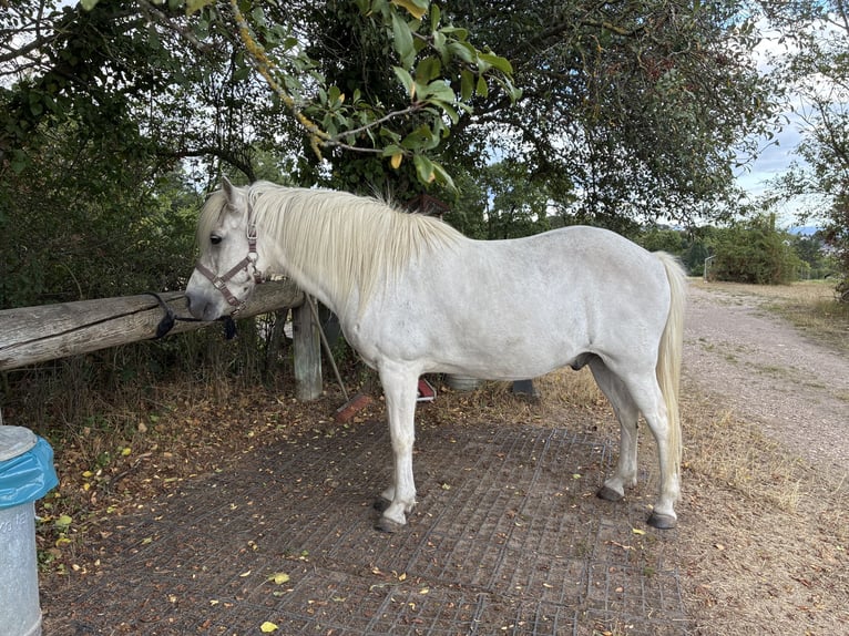 IJslander Ruin 23 Jaar 144 cm Schimmel in Alfter