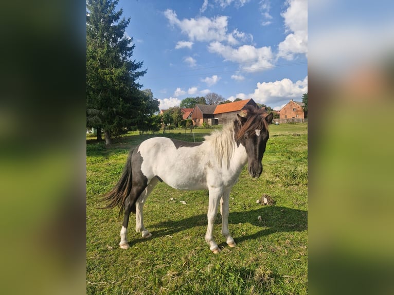 IJslander Ruin 2 Jaar 134 cm Gevlekt-paard in Mirow