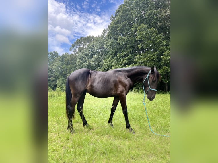 IJslander Ruin 2 Jaar 135 cm Donkerbruin in Carlisle, Ar