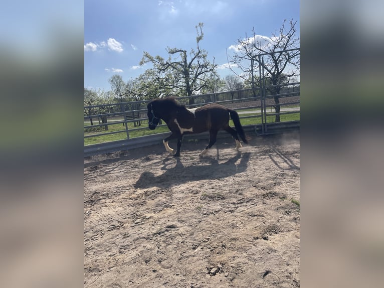 IJslander Ruin 2 Jaar 135 cm Gevlekt-paard in Anderlingen