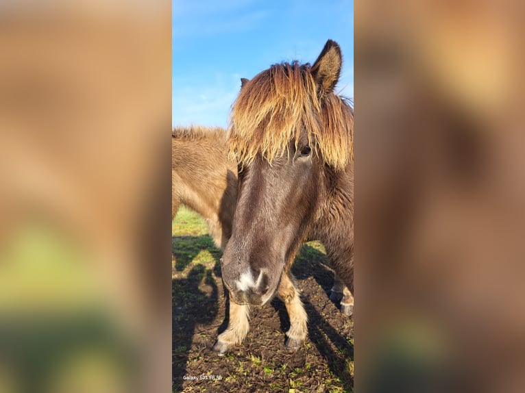 IJslander Ruin 2 Jaar 145 cm in Mildam