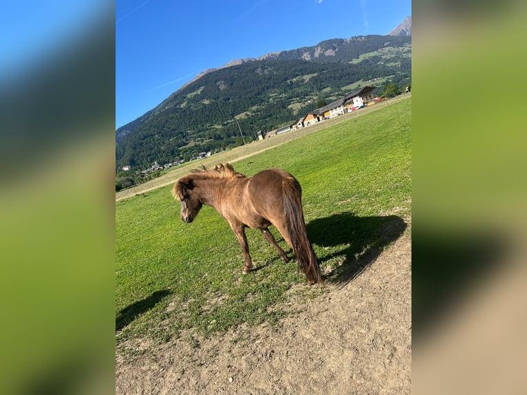 IJslander Ruin 2 Jaar Bruin in Greifenburg