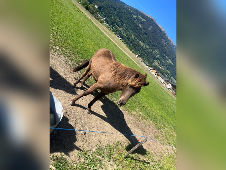 IJslander Ruin 2 Jaar Bruin in Greifenburg
