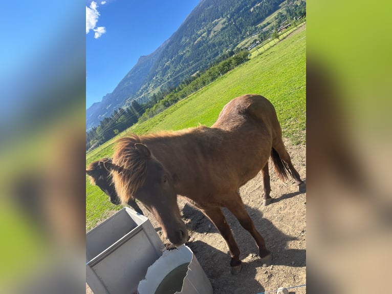 IJslander Ruin 2 Jaar Bruin in Greifenburg
