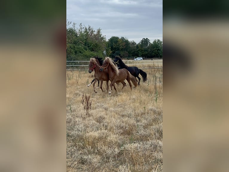 IJslander Ruin 2 Jaar  in Galenberg