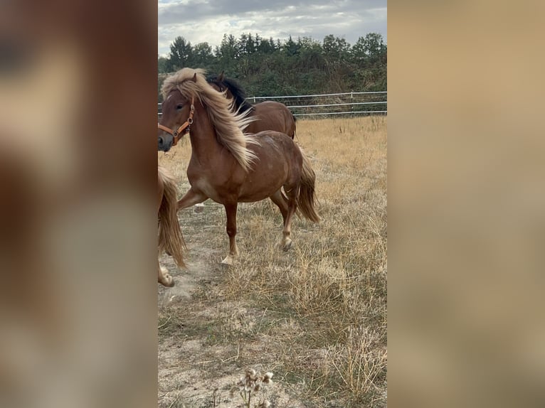 IJslander Ruin 2 Jaar  in Galenberg