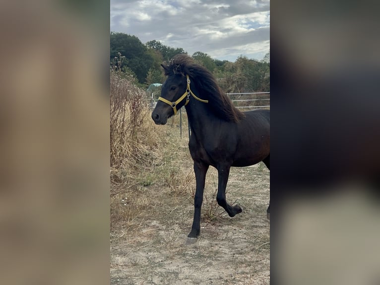 IJslander Ruin 2 Jaar  in Galenberg