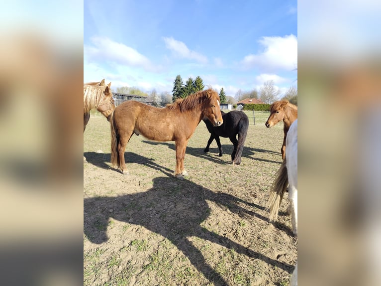 IJslander Ruin 2 Jaar Vos in Neustrelitz