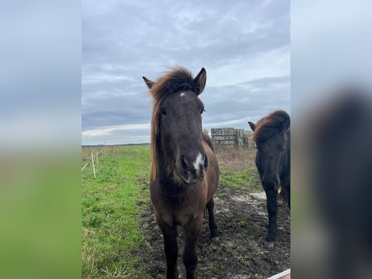 IJslander Ruin 3 Jaar 137 cm Zwartbruin in Oldeholtwolde