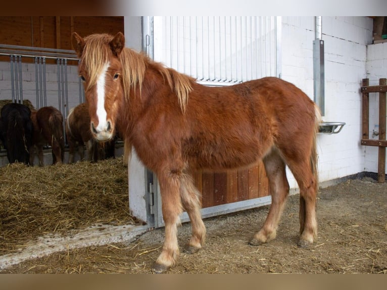 IJslander Ruin 3 Jaar 138 cm Vos in Zierenberg IJslander Ruin 3 Jaar 138 cm Vos in Zierenberg