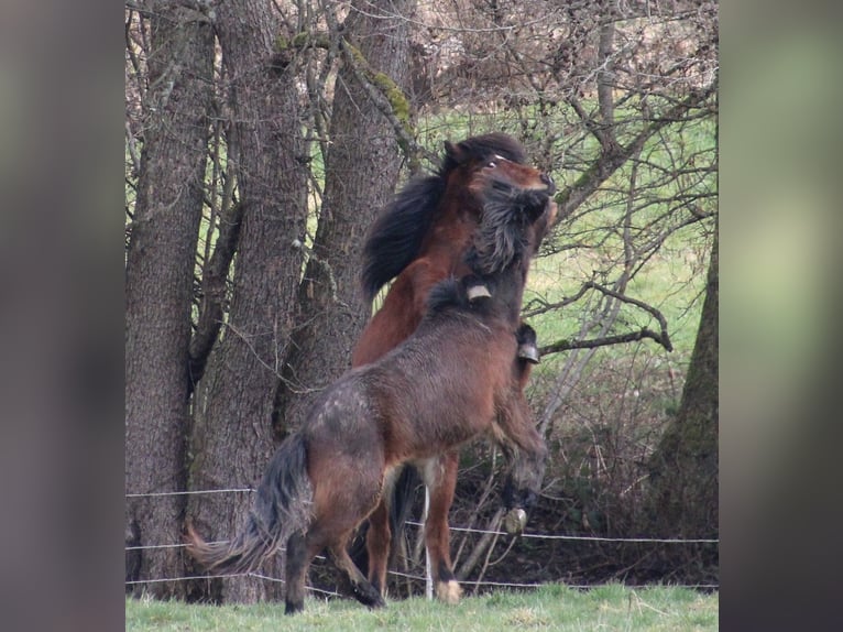 IJslander Ruin 3 Jaar 140 cm Bruin in Brauneberg