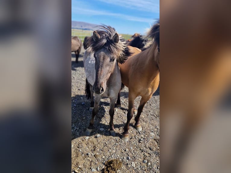 IJslander Ruin 3 Jaar 140 cm Falbe in Hvolsvelli