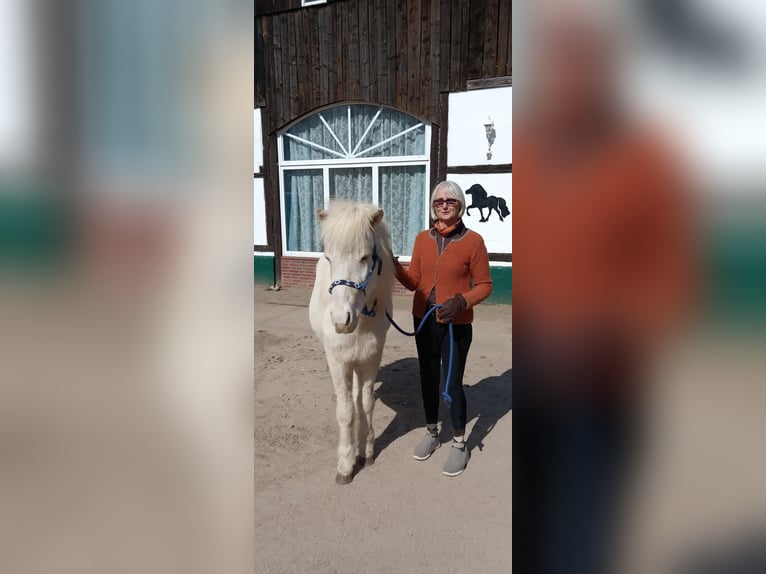 IJslander Ruin 3 Jaar 140 cm Gevlekt-paard in Oldendorf