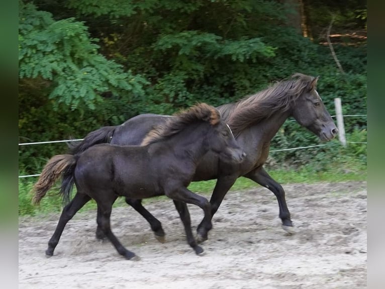 IJslander Ruin 3 Jaar 140 cm Zwart in Blieskastel