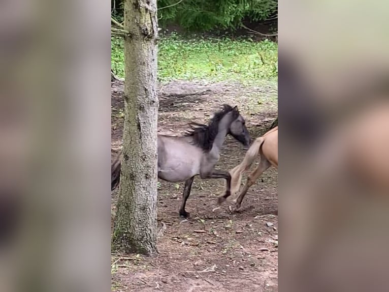 IJslander Ruin 3 Jaar 142 cm Falbe in Fulda