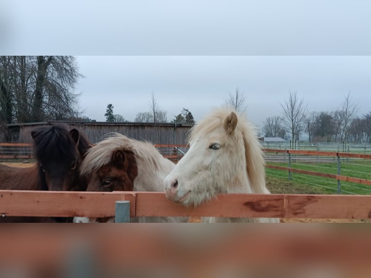 IJslander Ruin 3 Jaar 142 cm Gevlekt-paard in Oldendorf