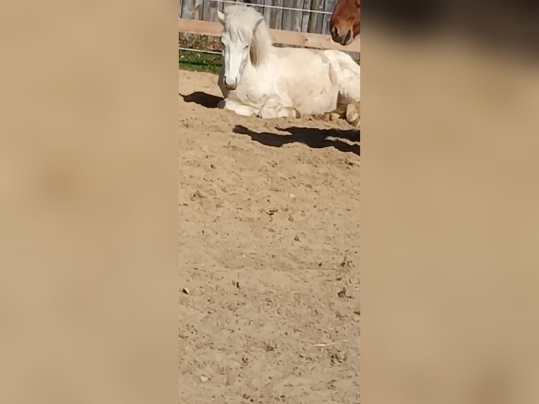 IJslander Ruin 3 Jaar 142 cm Gevlekt-paard in Oldendorf