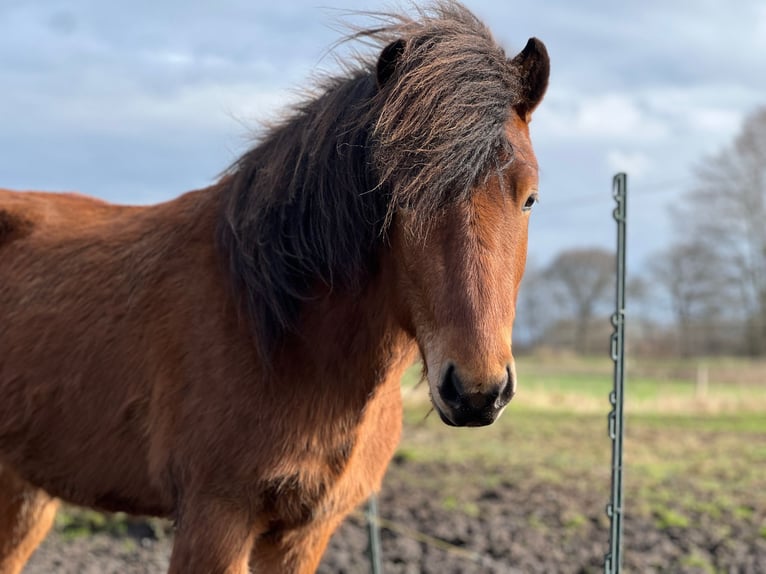 IJslander Ruin 3 Jaar 144 cm Bruin in Blunk