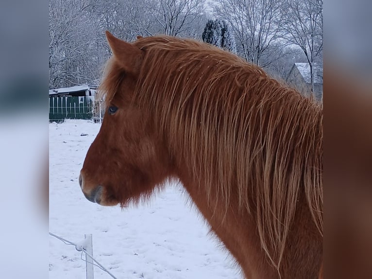 IJslander Ruin 3 Jaar 144 cm Falbe in Wiemersdorf