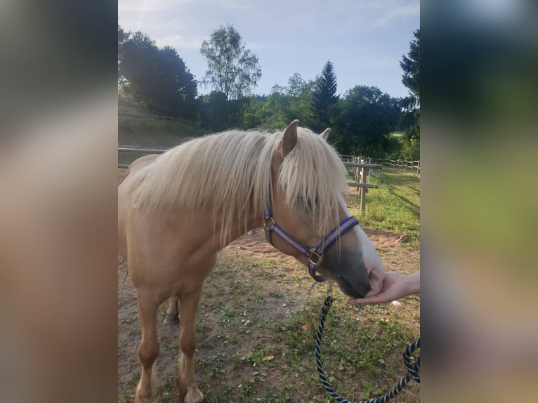 IJslander Ruin 3 Jaar Palomino in Wiltz
