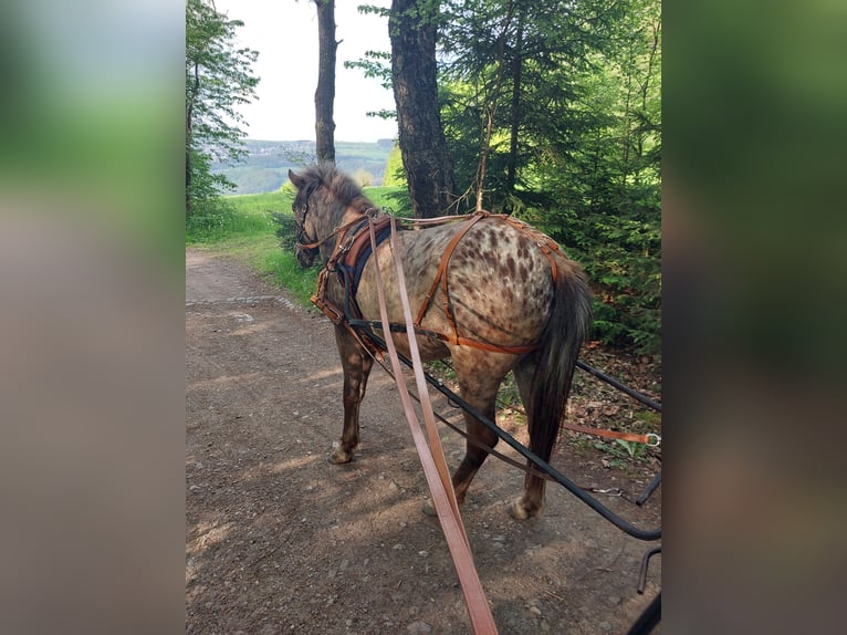 IJslander Ruin 4 Jaar 130 cm Appaloosa in Beierfeld