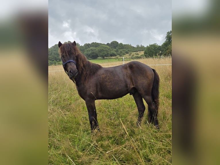 IJslander Ruin 4 Jaar 132 cm Zwartbruin in Kaufungen