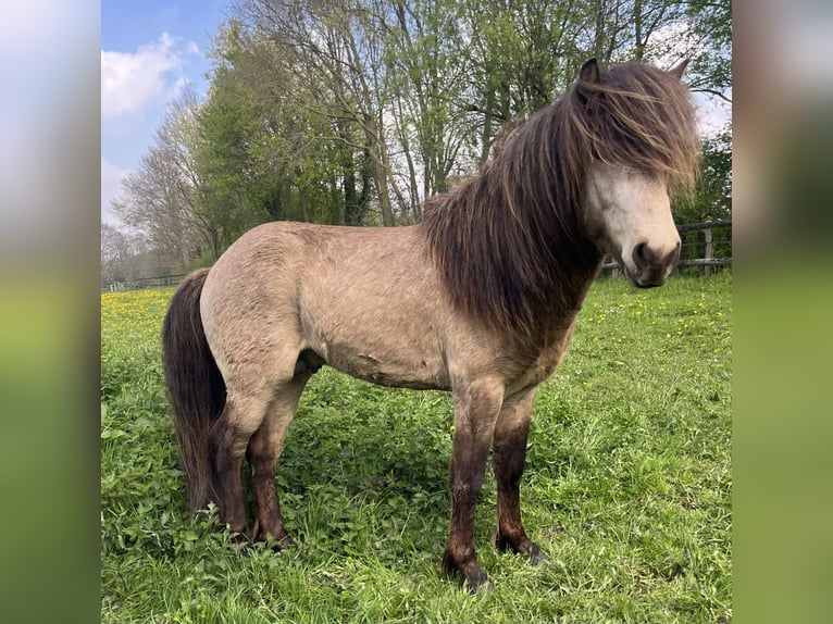 IJslander Ruin 4 Jaar 137 cm Buckskin in Rheurdt