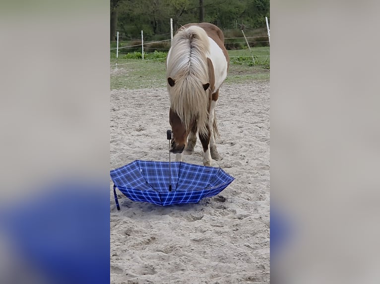 IJslander Ruin 4 Jaar 137 cm Gevlekt-paard in Rhauderfehn
