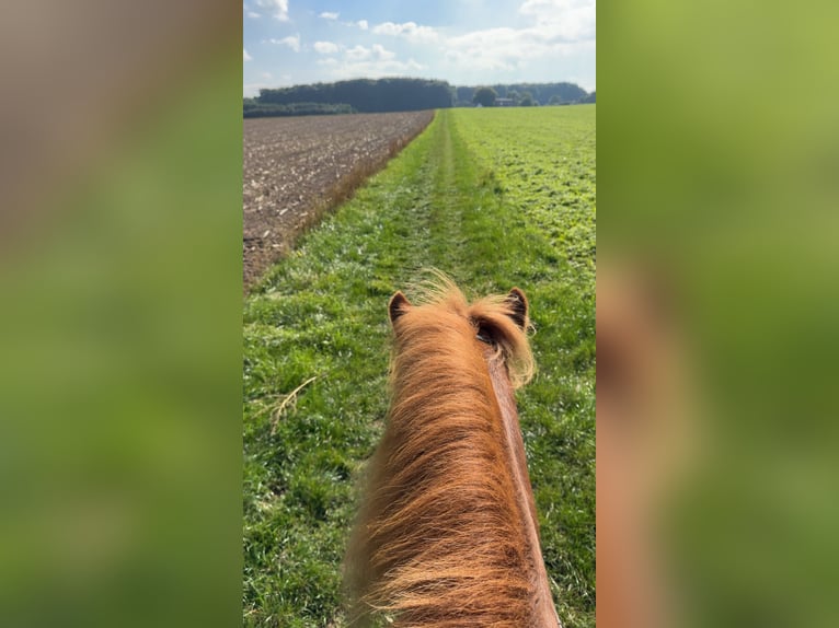 IJslander Ruin 4 Jaar 137 cm Vos in Melle