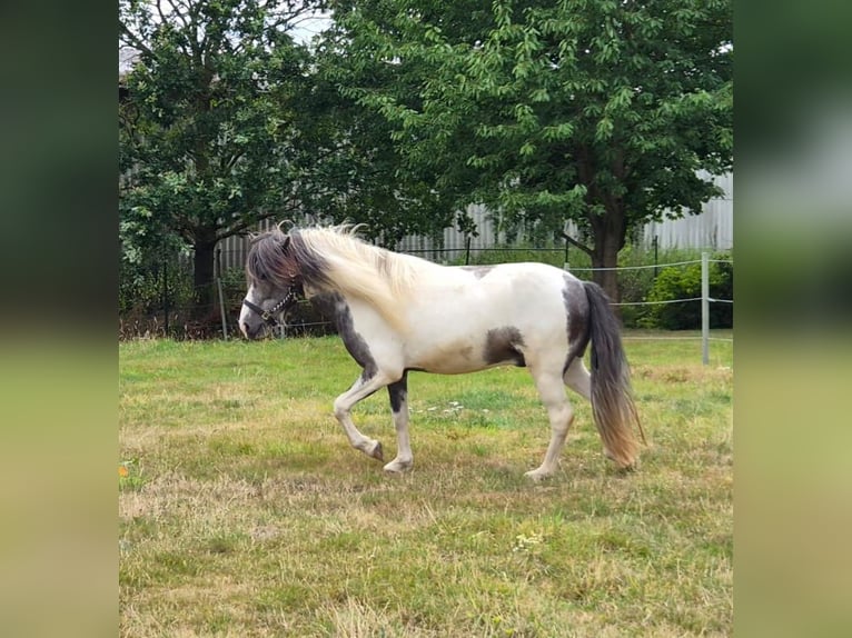 IJslander Ruin 4 Jaar 137 cm Zwartschimmel in Bünde
