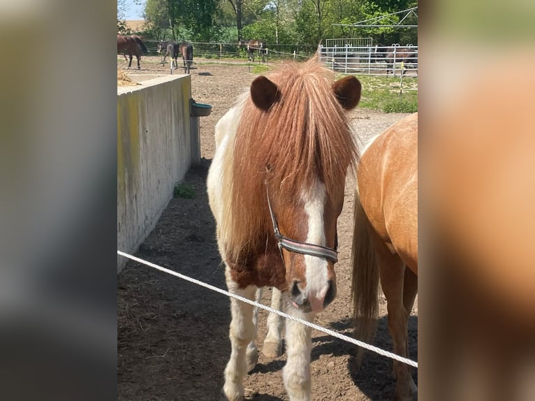 IJslander Mix Ruin 4 Jaar 140 cm Gevlekt-paard in Triftern
