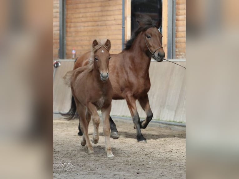 IJslander Ruin 4 Jaar 142 cm Vos in Wanroij