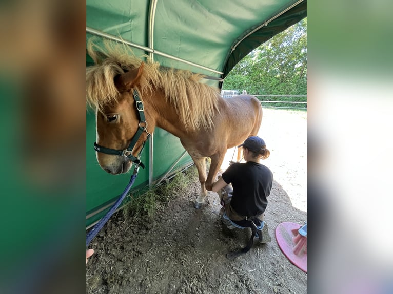 IJslander Ruin 4 Jaar 142 cm Vos in Hargesheim