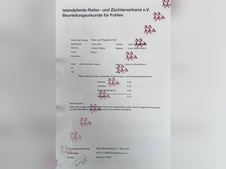 IJslander Ruin 4 Jaar 145 cm Zwart in Melle IJslander Ruin 4 Jaar 145 cm Zwart in Melle