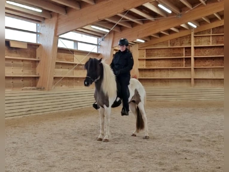 IJslander Ruin 4 Jaar Gevlekt-paard in Stykkish&#xF3;lmur