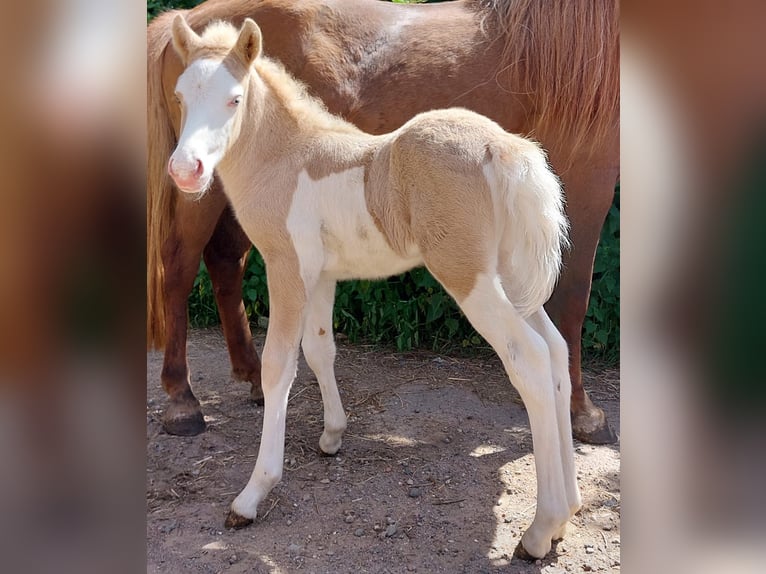 IJslander Ruin 4 Jaar Palomino in Saarland