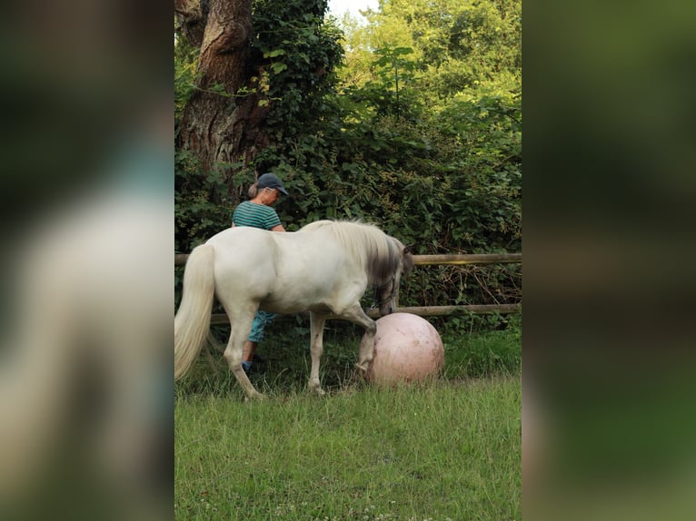 IJslander Ruin 4 Jaar Schimmel in Osnabrück