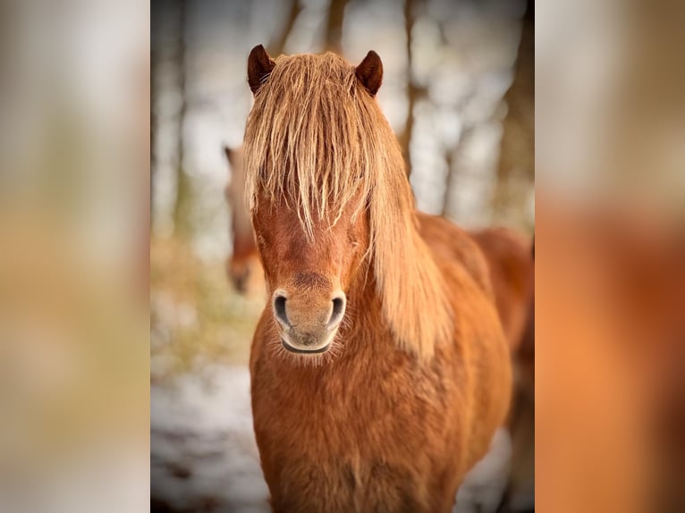 IJslander Ruin 4 Jaar Vos in Farven