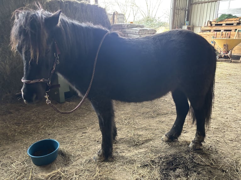 IJslander Ruin 5 Jaar 127 cm Zwartbruin in Hockweiler