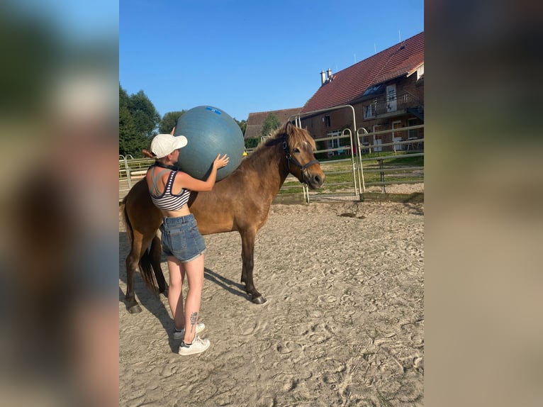 IJslander Ruin 5 Jaar 137 cm Bruin in BelzigBelzig
