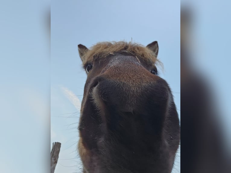 IJslander Ruin 5 Jaar 137 cm Bruin in BelzigBelzig
