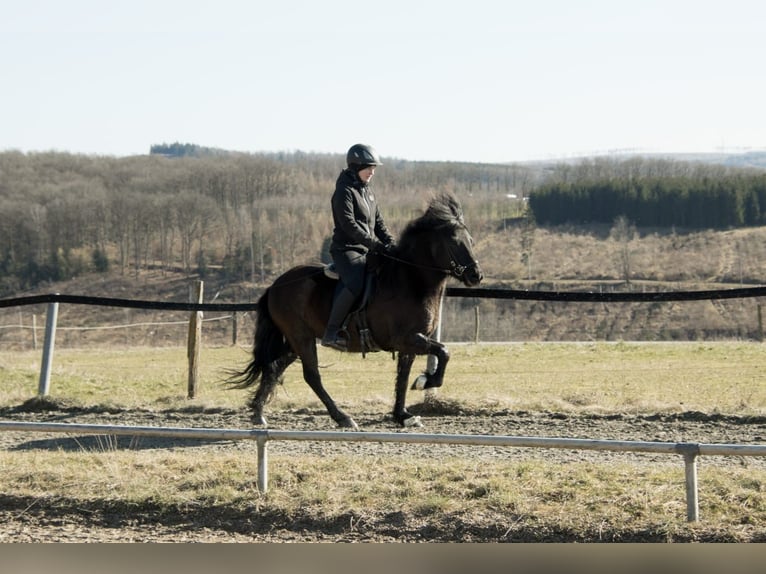 IJslander Ruin 5 Jaar 137 cm Zwartbruin in Netphen