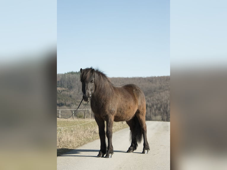 IJslander Ruin 5 Jaar 137 cm Zwartbruin in Netphen